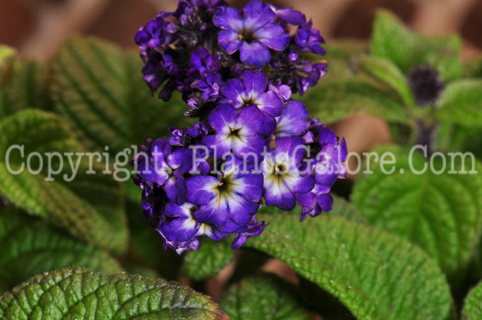 PGC-A-Heliotrope-Fragrant-Delight-0413-1