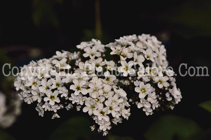 PGC-A-Heliotropium-arborescens-Fragrant-White-2011-01