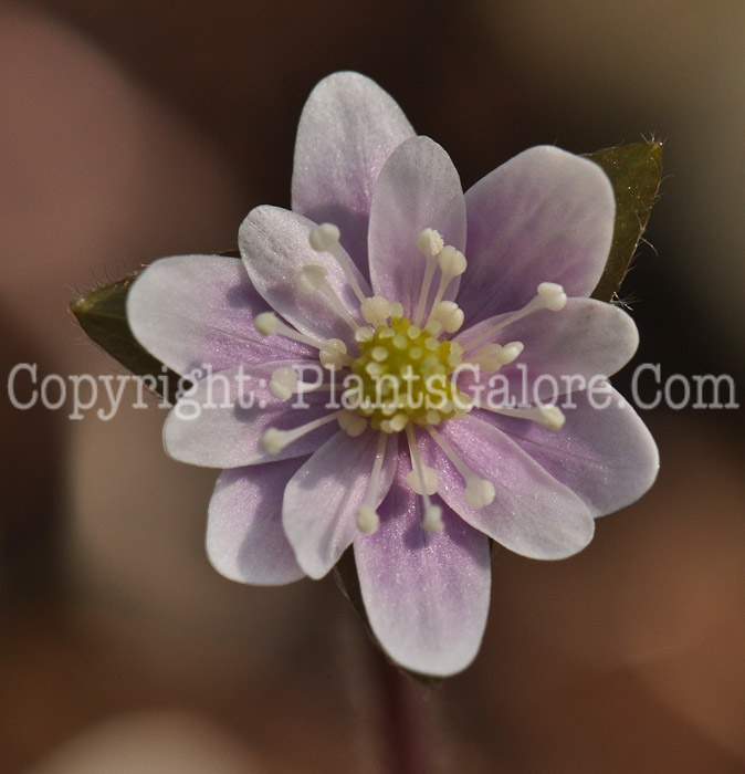 PGC-P-Hepatica-nobilis-1-2010