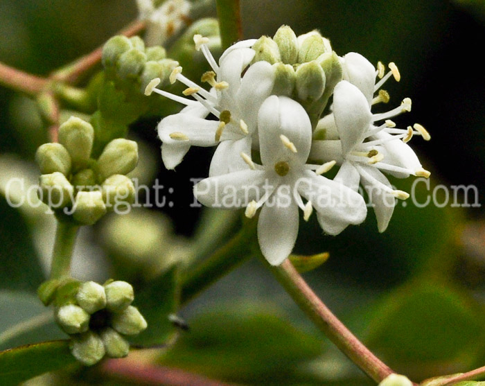 PGC-S-Heptacodium-miconioides-aka-Seven-Son-Flower1-3