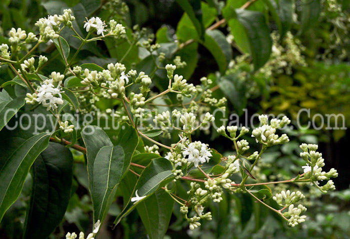 PGC-S-Heptacodium-miconioides-aka-Seven-Son-Flower1-4
