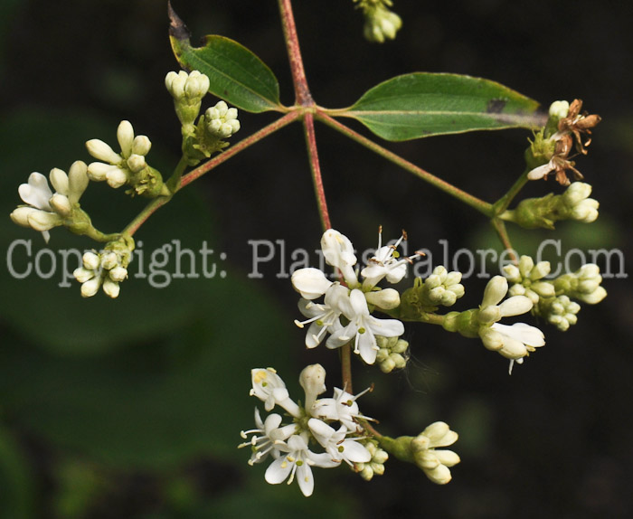 PGC-S-Heptacodium-miconioides-aka-Seven-Son-Flower1-5