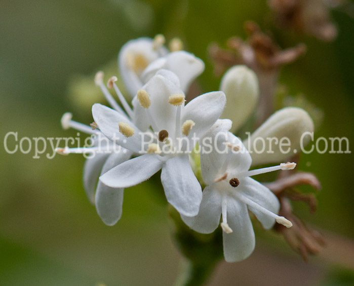 PGC-S-Heptacodium-miconioides-aka-Seven-Son-Flower1-6