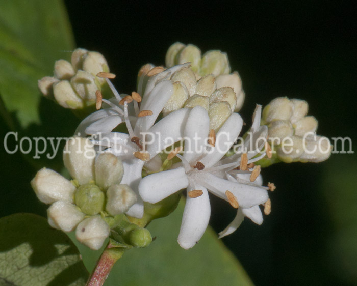 PGC-S-Heptacodium-miconioides-aka-Seven-Son-Flower1-9