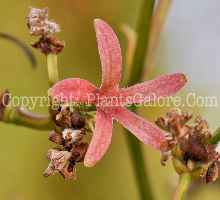 PGC-S-Heptacodium-miconioides-aka-Seven-Son-Flower2-1