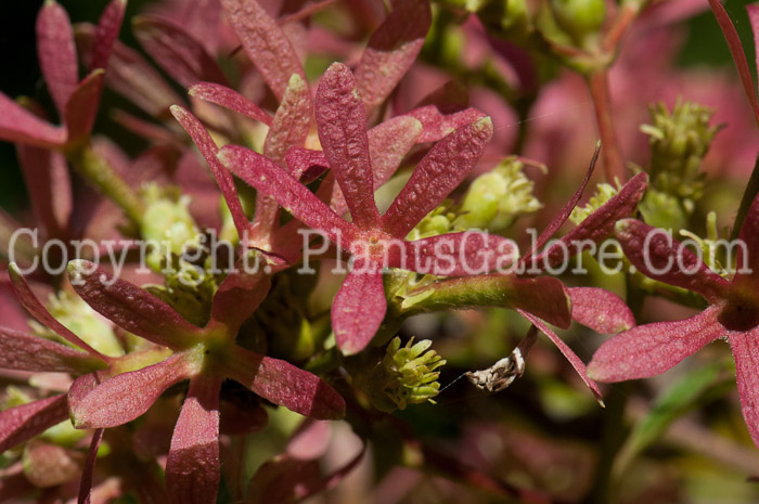 PGC-S-Heptacodium-miconioides-aka-Seven-Son-Flower2-11