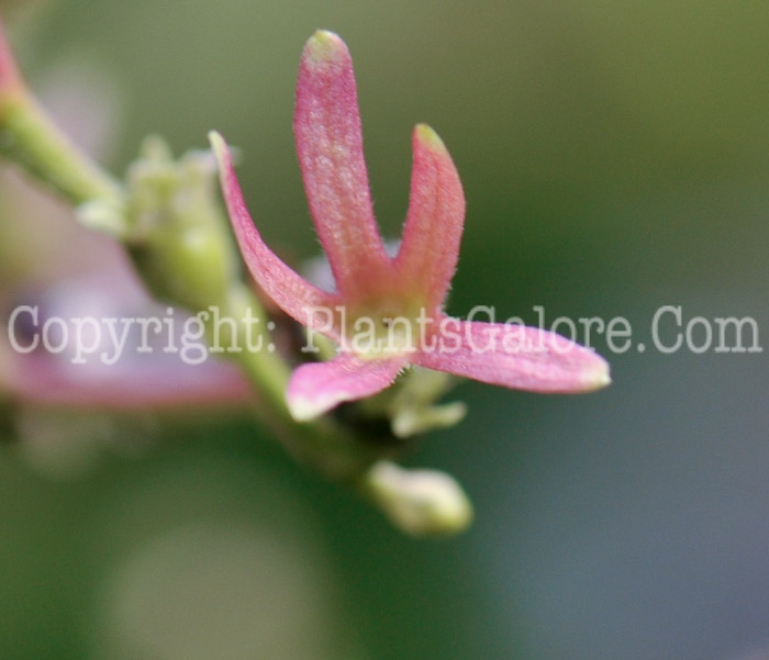 PGC-S-Heptacodium-miconioides-aka-Seven-Son-Flower2-3