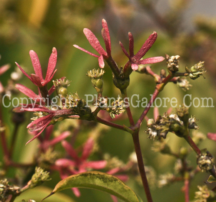 PGC-S-Heptacodium-miconioides-aka-Seven-Son-Flower2-4