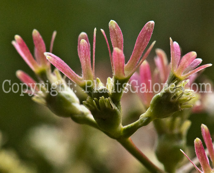 PGC-S-Heptacodium-miconioides-aka-Seven-Son-Flower2-5