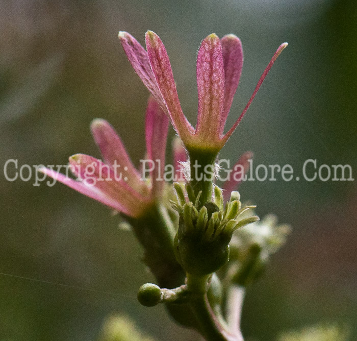 PGC-S-Heptacodium-miconioides-aka-Seven-Son-Flower2-7
