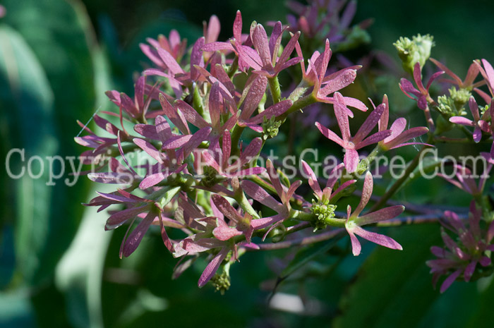 PGC-S-Heptacodium-miconioides-aka-Seven-Son-Flower2-9