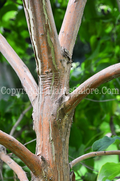 PGC-S-Heptacodium-miconioides-aka-Seven-Son-bark-5