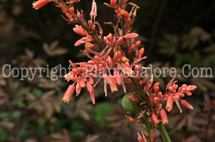 PGC-P-Hesperaloe-parviflora-aka-Red-Yucca-1