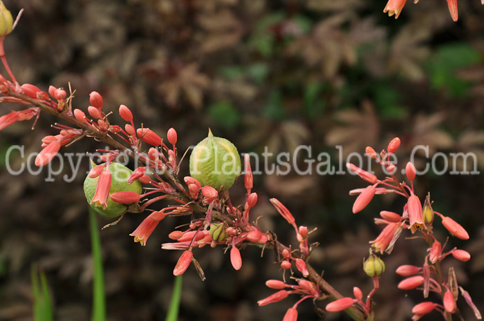 PGC-P-Hesperaloe-parviflora-aka-Red-Yucca-2