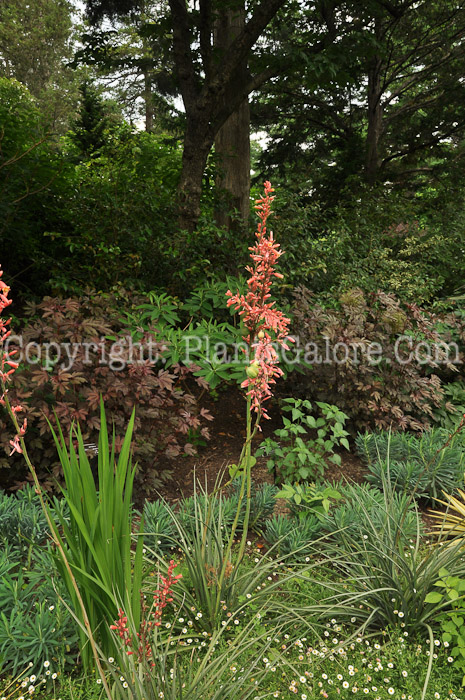 PGC-P-Hesperaloe-parviflora-aka-Red-Yucca-3