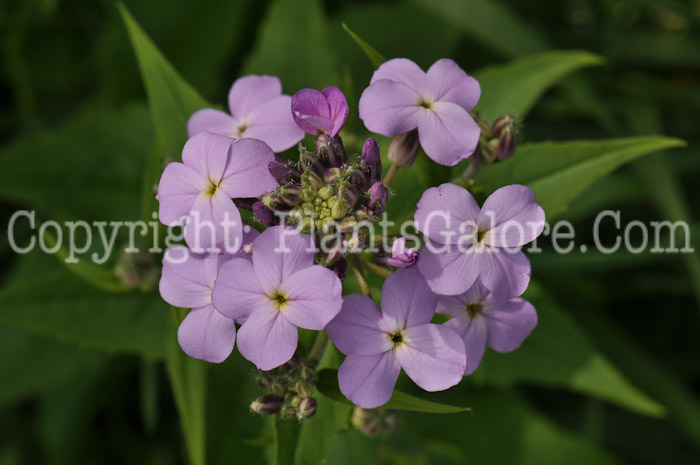 PGC-B-Hesperis-matronalis-aka-Dames-Rocket-5