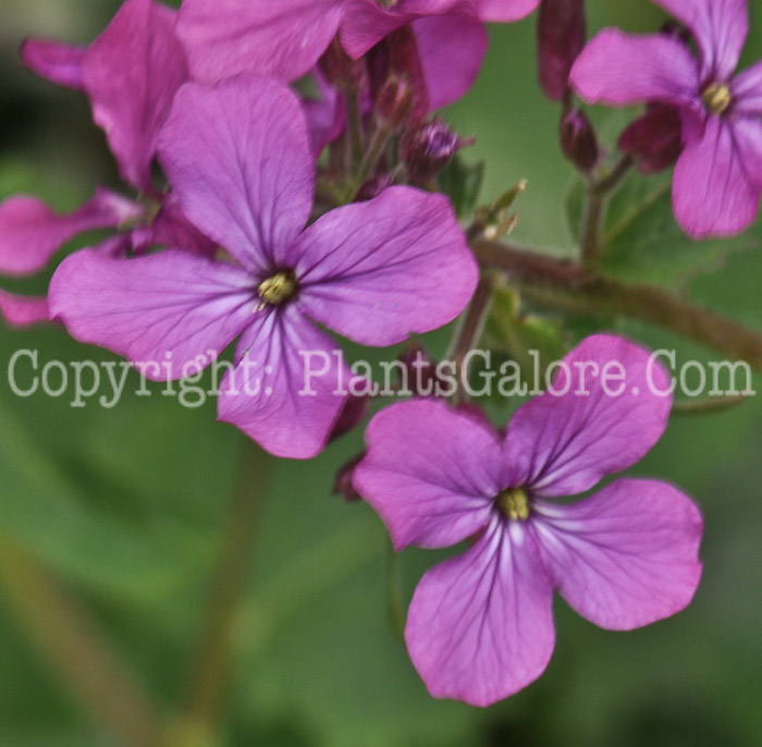 PGC-B-Hesperis-matronalis-aka-Dames-Rocket-9