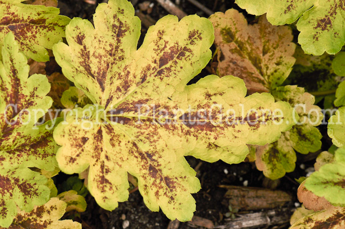 PGC-P-Heucherella-AA-2010-06