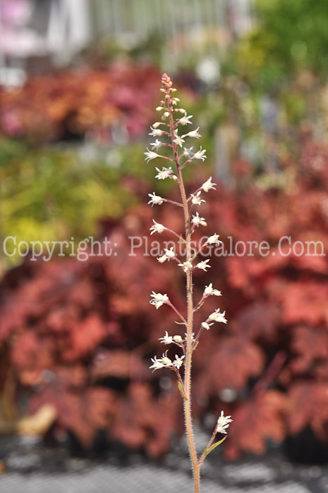 PGC-P-Heucherella-Alabama-Sunrise-05-2012-01