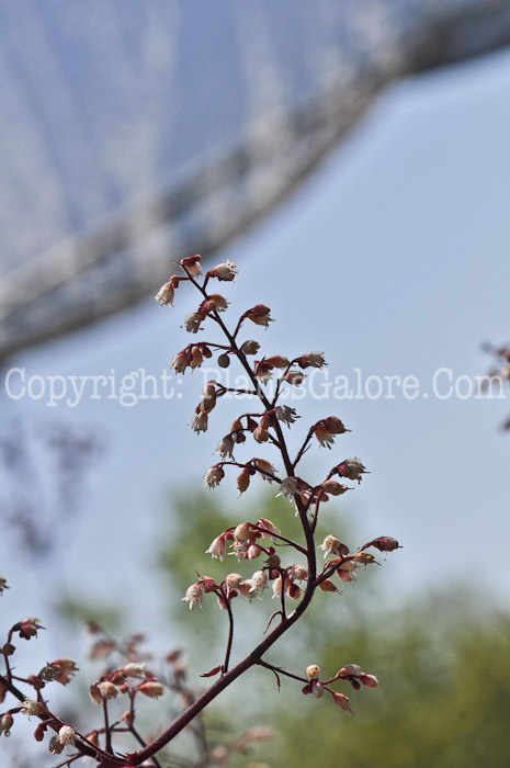 PGC-P-Heucherella-Berry-Smoothie-05-2012-01