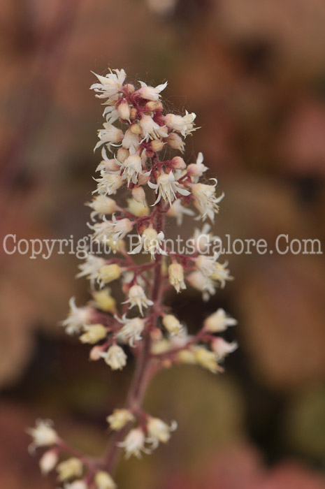 PGC-P-Heucherella-Brass-Lantern-2011-002