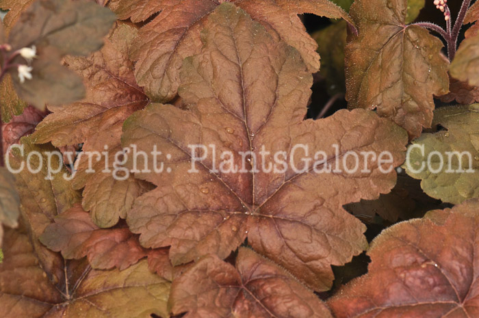 PGC-P-Heucherella-Brass-Lantern-2011-005