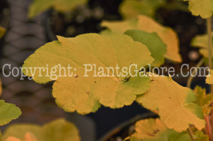 PGC-P-Heucherella-Citronelle-2011-05-003