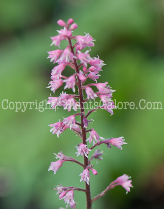 PGC-P-Heucherella-Dayglow-Pink-0514b-1