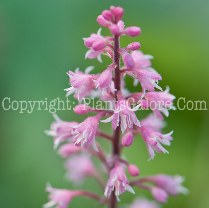 PGC-P-Heucherella-Dayglow-Pink-0514b-3