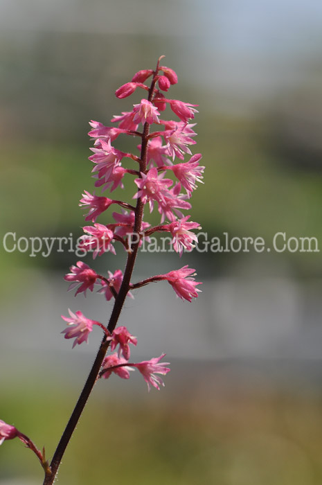 PGC-P-Heucherella-Dayglow-Pink-2010-02