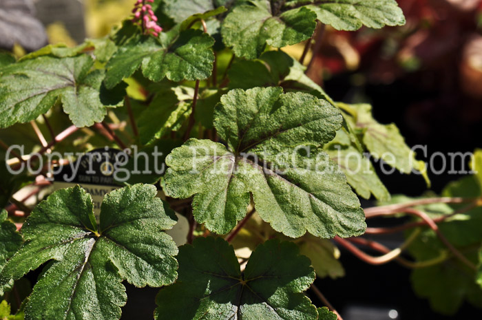 PGC-P-Heucherella-Dayglow-Pink-2010-04