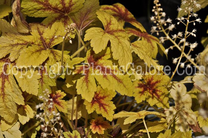 PGC-P-Heucherella-Golden-Zebra-05-2012-03