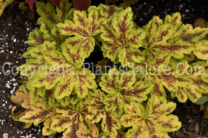 PGC-P-Heucherella-Solar-Power-2010-01