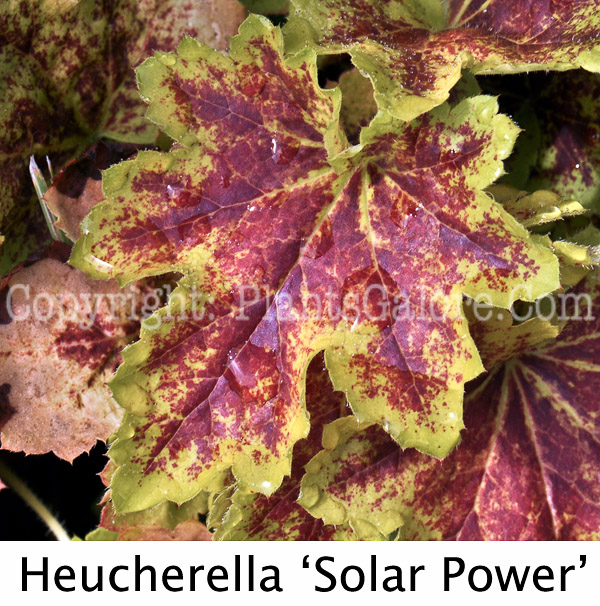 PGC-P-Heucherella-Solar-Power-MSU-2011-001-Edit