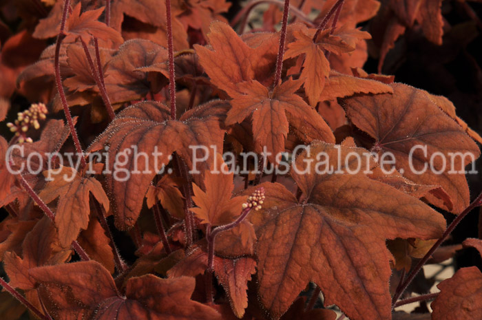 PGC-P-Heucherella-Sweet-Tea-03-2012-3