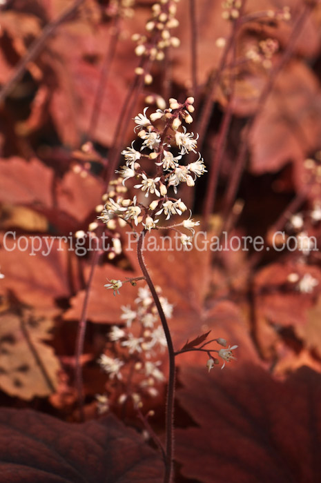 PGC-P-Heucherella-Sweet-Tea-05-2012-01-2