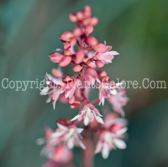 PGC-P-Heucherella-alba-aka-Heucherella-0514m-1