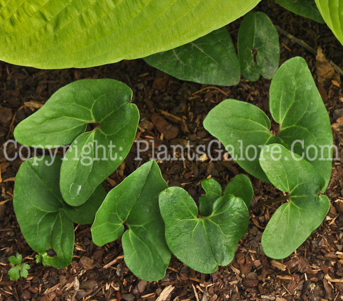 PGC-P-Hexastylis-arifolia-aka-Arrowleaf-Ginger-12-1