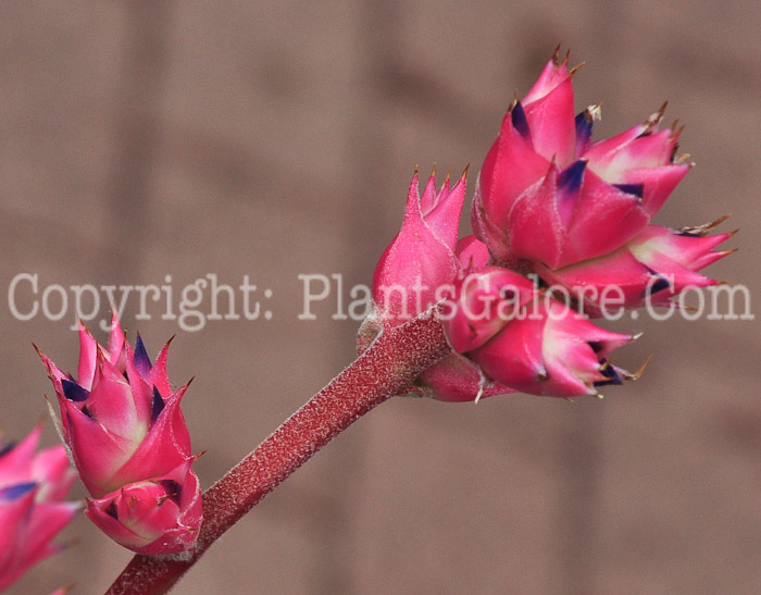 PGC-P-Hohenbergia-stellata-2013-2