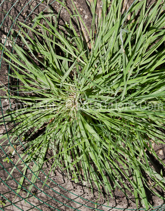 PGC-G-Holcus-lanatus-aka-Velvet-Grass-0714-1