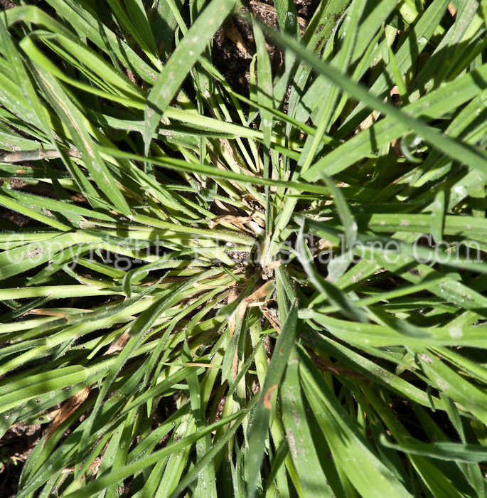 PGC-G-Holcus-lanatus-aka-Velvet-Grass-0714-2