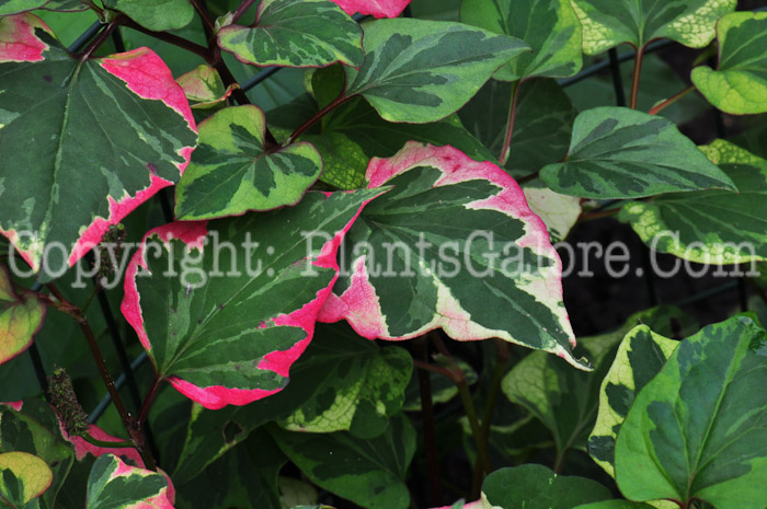 PGC-P-Houttuynia-cordata-aka-Chameleon-Plant-foliage-1