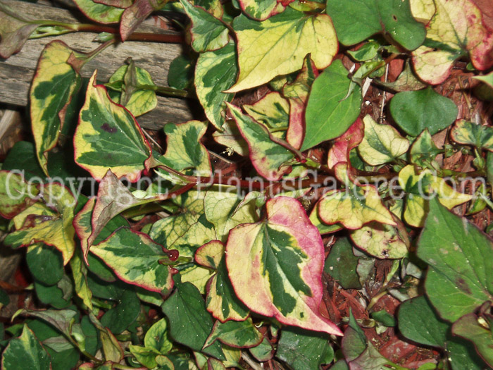 PGC-P-Houttuynia-cordata-aka-Chameleon-Plant-foliage-2