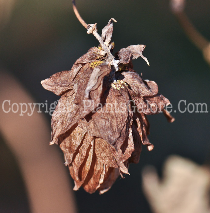 PGC-V-Humulus-lupulus-aka-Hop-fruit-1