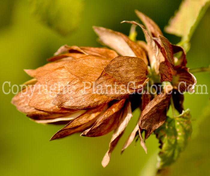 PGC-V-Humulus-lupulus-aka-Hop-fruit-2