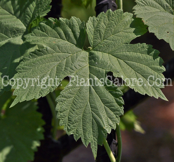 PGC-V-Humulus-lupulus-aka-Hop-leaf-1