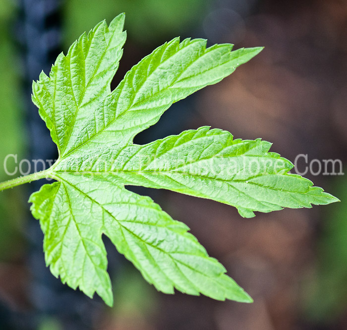 PGC-V-Humulus-lupulus-aka-Hop-leaf-2