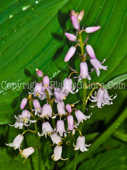 PGC-P-Hyacinthoides-hispanica-Rosabella-aka-Spanish-Hyacinth-1