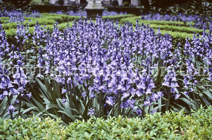 PGC-P-Hyacinthoides-hispanica-aka-Spanish-Hyacinth-1