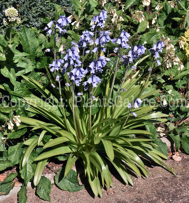 PGC-P-Hyacinthoides-hispanica-aka-Spanish-Hyacinth-4